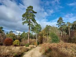 Image result for Ramblers Association - Mole Valley Group
