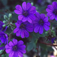 Attēlu rezultāti vaicājumam “Geranium pyrenaicum flower”