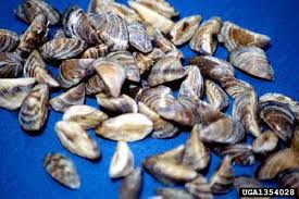 Attēlu rezultāti vaicājumam “Dreissena polymorpha”