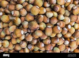 Attēlu rezultāti vaicājumam “Corylus avellana fruit”