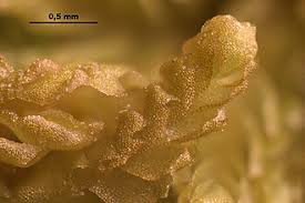 Attēlu rezultāti vaicājumam “Harpanthus scutatus”