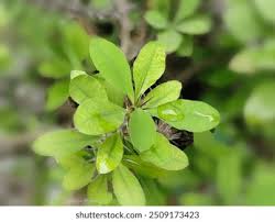 Attēlu rezultāti vaicājumam “Lonicera caerulea var. pallasii leaf”