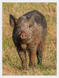 Attēlu rezultāti vaicājumam “Sus scrofa”