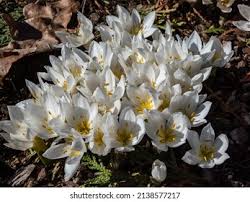 Attēlu rezultāti vaicājumam “Colchicum szovitsii subsp. szovitsii flower”