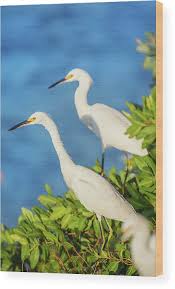 Image result for Egretta thula