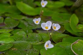 Attēlu rezultāti vaicājumam “Hydrocharis morsus-ranae flower”