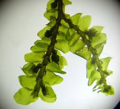 Attēlu rezultāti vaicājumam “Porella cordaeana”