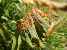 Attēlu rezultāti vaicājumam “Vicia cracca bud”