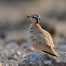 Image result for Cursorius cursor