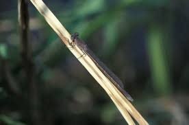 Attēlu rezultāti vaicājumam “Sympecma paedisca”