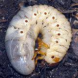Attēlu rezultāti vaicājumam “Oryctes nasicornis larva”