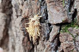 Attēlu rezultāti vaicājumam “Akanthomyces aculeatus”