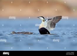 Attēlu rezultāti vaicājumam “Somateria mollissima juvenile”