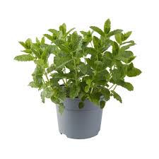 Attēlu rezultāti vaicājumam “Mentha spicata”