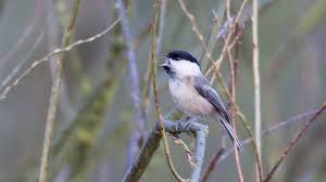 Attēlu rezultāti vaicājumam “Poecile montanus”