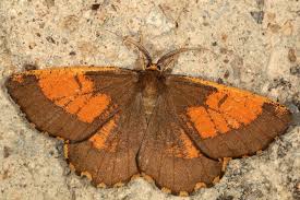 Attēlu rezultāti vaicājumam “Angerona prunaria”