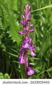 Attēlu rezultāti vaicājumam “Geranium palustre fruit”