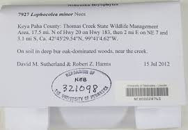 Attēlu rezultāti vaicājumam “Lophocolea minor”