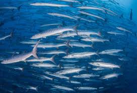 Image result for Dive Barracuda
