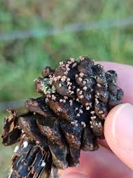 Attēlu rezultāti vaicājumam “Craterium minutum cf. var. brunneum”