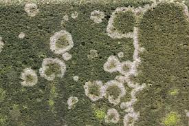 Attēlu rezultāti vaicājumam “Athelia arachnoidea”