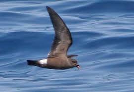 Image result for Oceanodroma castro