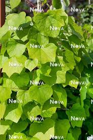 Attēlu rezultāti vaicājumam “Menispermum dauricum leaf”
