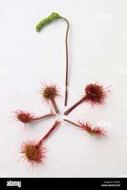 Attēlu rezultāti vaicājumam “Drosera rotundifolia leaf”