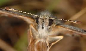 Attēlu rezultāti vaicājumam “Pyrgus alveus underside”