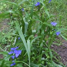 Attēlu rezultāti vaicājumam “Tradescantia virginiana flower”