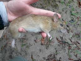 Attēlu rezultāti vaicājumam “Rattus norvegicus”