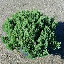 Attēlu rezultāti vaicājumam “Juniperus sabina”