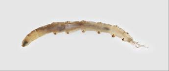 Attēlu rezultāti vaicājumam “Tipulidae larva”