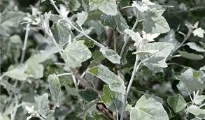 Attēlu rezultāti vaicājumam “Populus alba Nivea”