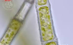 Attēlu rezultāti vaicājumam “Blepharostoma trichophyllum”