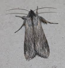 Attēlu rezultāti vaicājumam “Cucullia umbratica”