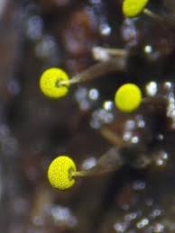 Attēlu rezultāti vaicājumam “Physarum viride var. aurantium macro”