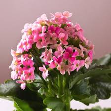 Image result for Kalanchoe blossfeldiana