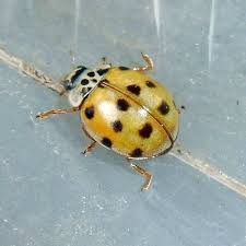 Attēlu rezultāti vaicājumam “Adalia decempunctata”