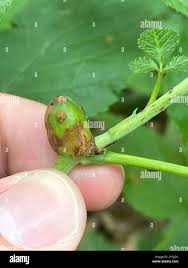 Attēlu rezultāti vaicājumam “Lasioptera rubi”