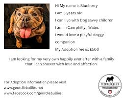 Image result for Banbury Bulldogs