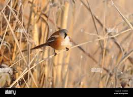 Attēlu rezultāti vaicājumam “Panurus biarmicus male”