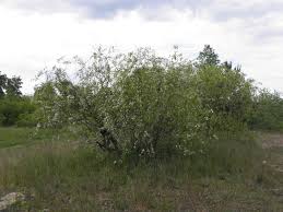 Attēlu rezultāti vaicājumam “Salix daphnoides subsp. acutifolia bud”