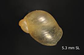 Attēlu rezultāti vaicājumam “Succinea”