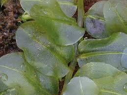 Attēlu rezultāti vaicājumam “Plagiomnium ellipticum”