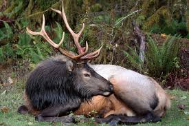 Attēlu rezultāti vaicājumam “Cervus elaphus”