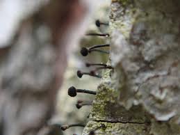 Attēlu rezultāti vaicājumam “Calicium viride”