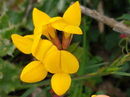 Attēlu rezultāti vaicājumam “Lotus corniculatus flower”