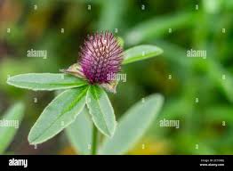 Attēlu rezultāti vaicājumam “Trifolium alpestre flower”
