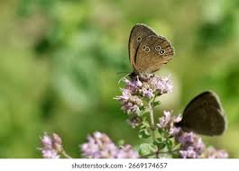 Attēlu rezultāti vaicājumam “Aphantopus hyperantus”